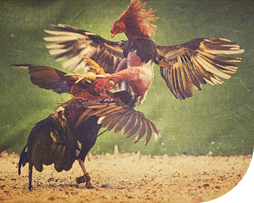 bj66-img-left-txt-right